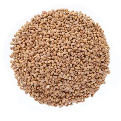 Chirongi (Cuddapah almond)